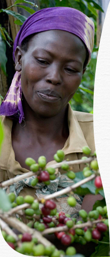 Stärkung der Menschenrechte, Fair Trade im Welthandel